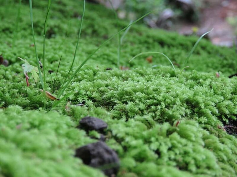 Wakayama: Castle Park Guided Walking Tour with Matcha - Good To Know
