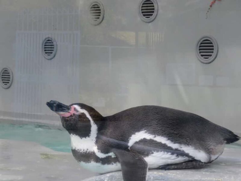 Wakayama: Castle Park Guided Walking Tour with Matcha - The Family-Friendly Wakayama City Zoo