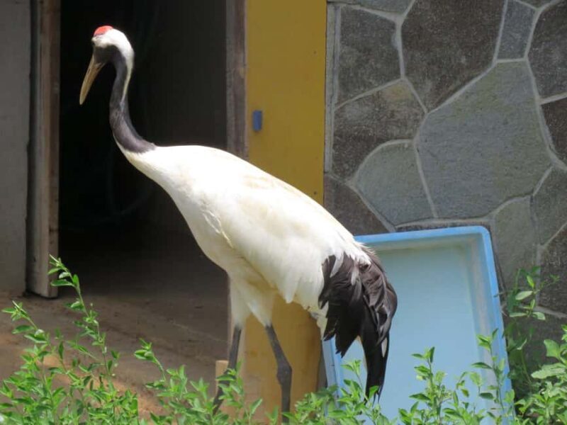 Wakayama: Castle Park Guided Walking Tour with Matcha - FAQ