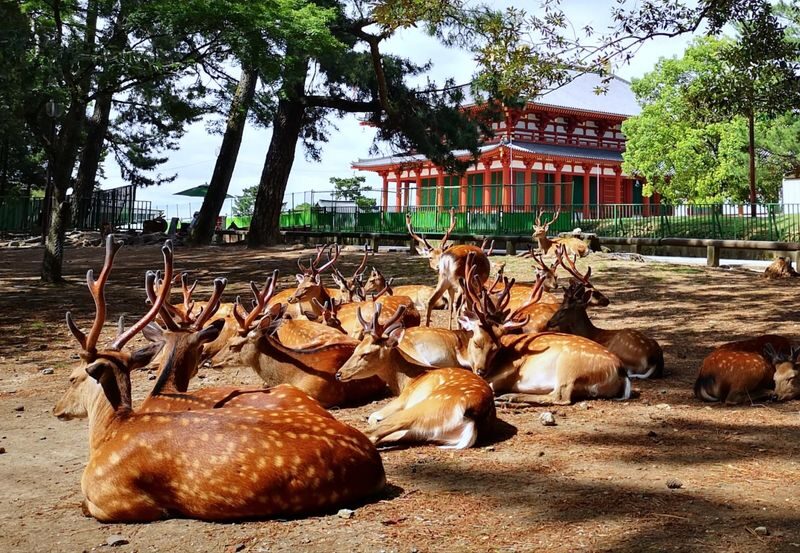 Wakayama Castle x Kuroshio Market x Nara Deer Park x Todai-ji - What the long day feels like