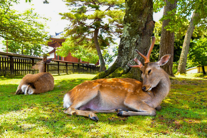 Wakayama Castle x Kuroshio Market x Nara Deer Park x Todai-ji - Is $58.45 good value?
