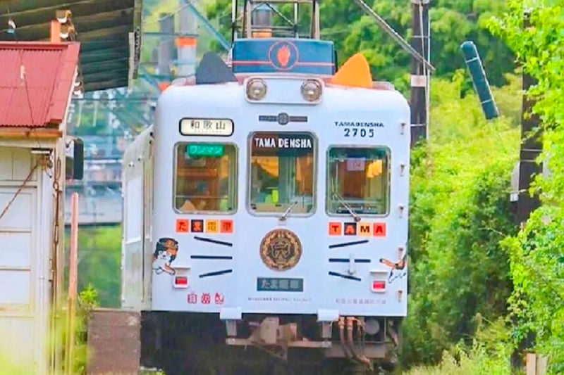 Wakayama Cat Stationmaster Kishi Station Train Experience & Kuroshio Market & Rinku Premium Outlets or Transfer to Kansai Airport - From Osaka to Kishi Station’s Cat-Themed Platform