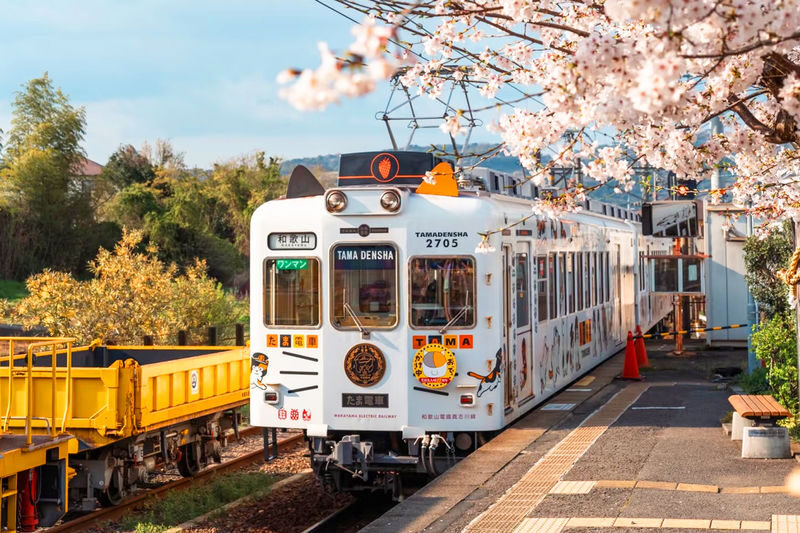Wakayama Day Trip: Cat Stationmaster Kishi Station Train Experience, Tuna Cutting Show, Shirahama Onsen, Senjojiki Sandanbeki (Round trip from Osaka) - Seafood, market browsing, and an optional onsen