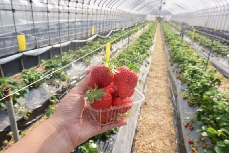 Wakayama: Day Trip to Shirahama Beach & Kuroshio Market - Practical Details — What You Need to Know