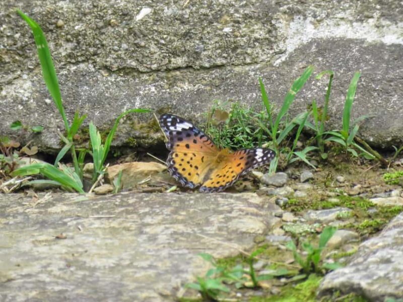 Wakayama: Iwase-Senzuka Ancient Tomb Cluster Tour - The Sum Up