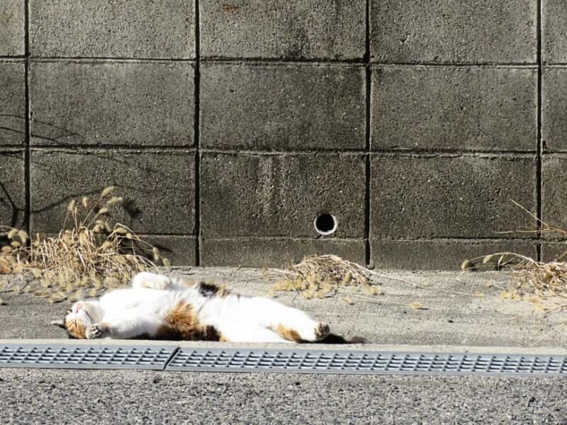 Wakayama: Kada Cycling Tour with Medetai Train Ride - Authenticity and Local Charm