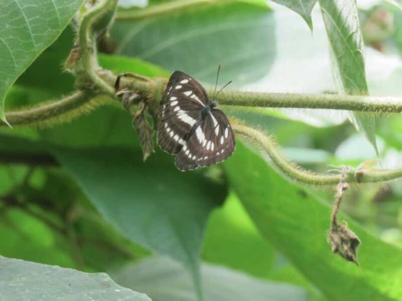 Wakayama: Negoro Historical Walking Tour with Temples Visit - Good To Know
