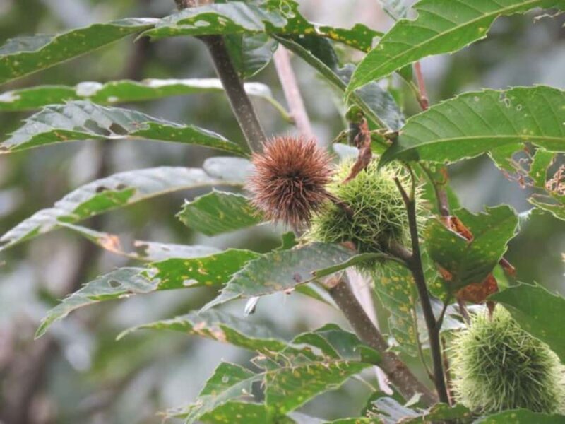 Wakayama: Negoro Historical Walking Tour with Temples Visit - Good To Know
