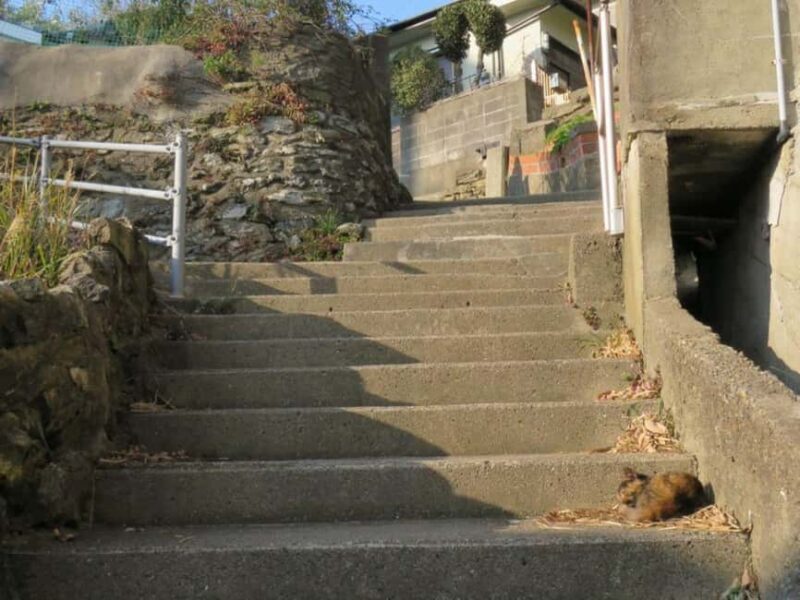 Wakayama: Saikazaki, Fishing Town Walking Tour - Things to Keep in Mind