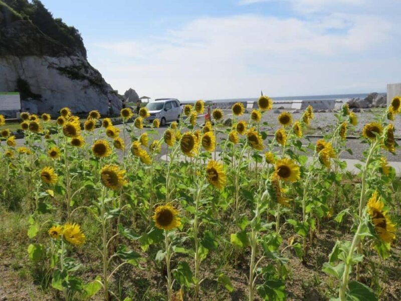 Wakayama: Shirasaki Coast, Yura Town Walking 3 Tours - Who Should Consider This Tour?