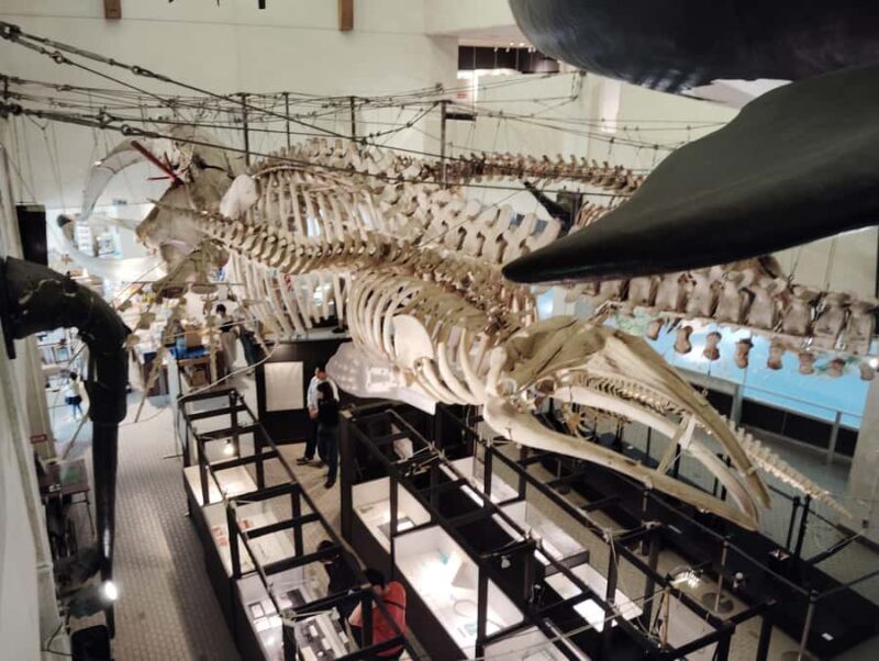 Wakayama: Taiji Whale Museum and Japans Ocean Heritage - Good To Know