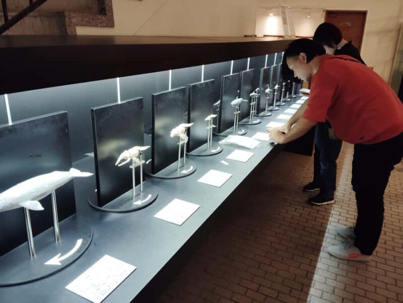 Wakayama: Taiji Whale Museum and Japans Ocean Heritage - An In-Depth Look at the Taiji Whale Museum Tour