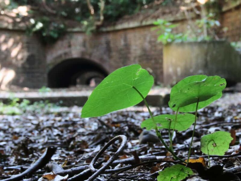 Wakayama: Tomogashima Island Hiking Tour - Good To Know