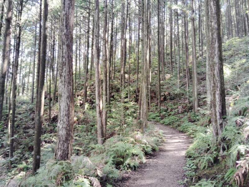 Wakayama: Walk the Kumano Kodo to Kumano Hongu Taisha - Detailed Itinerary Breakdown