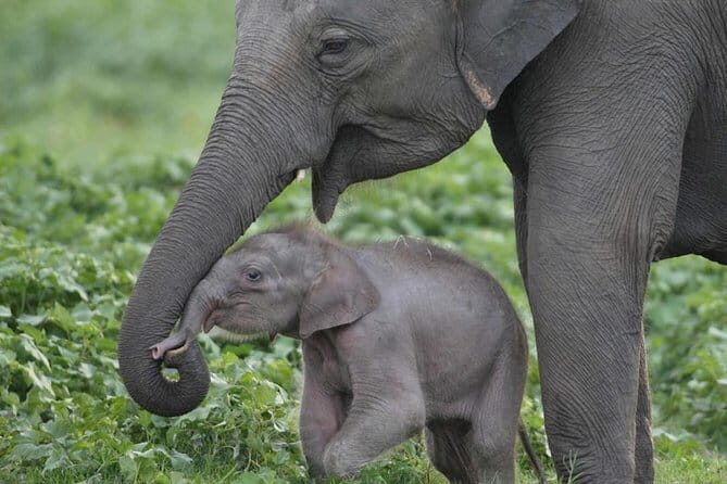 Walawe Palm Safari Udawalawe - FAQ