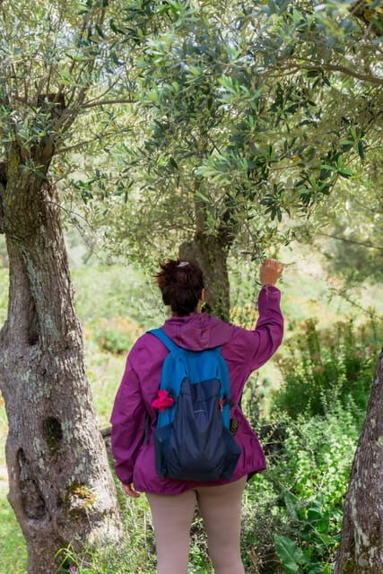 Walk Among the Olive Trees (Private Group Experience) - Pricing and Reservations