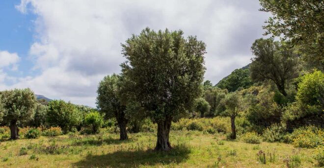 Walk Among the Olive Trees (Private Group Experience) - What to Expect