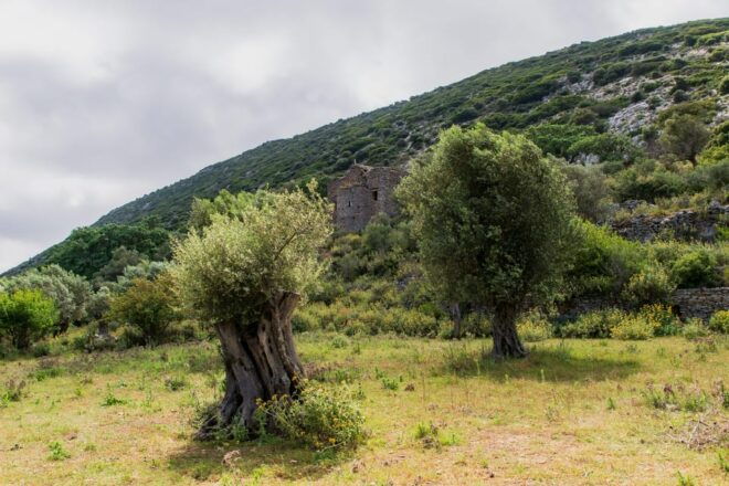 Walk Among the Olive Trees (Small Group Experience) - Guided Educational Walk