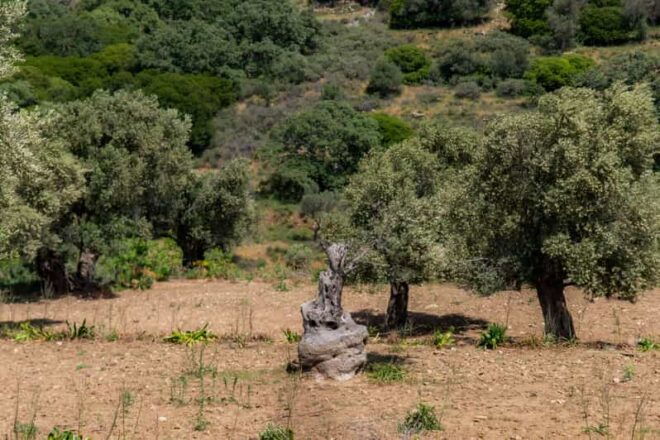 Walk Among the Olive Trees (Small Group Experience) - Inclusions and Highlights