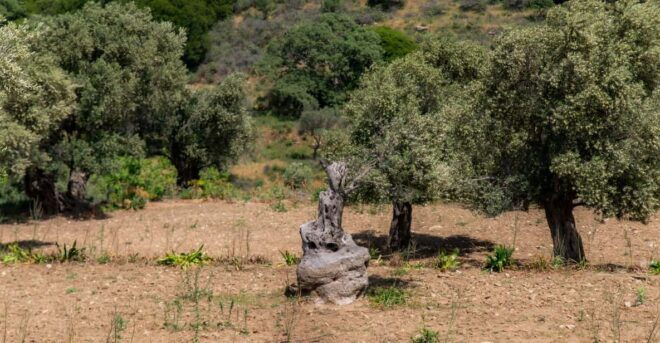 Walk Among the Olive Trees (Small Group Experience) - Booking Your Experience