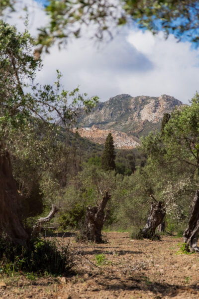 Walk Among the Olive Trees (Small Group Experience) - Cancellation Policy