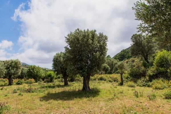 Walk Among the Olive Trees (Small Group Experience) - Frequently Asked Questions