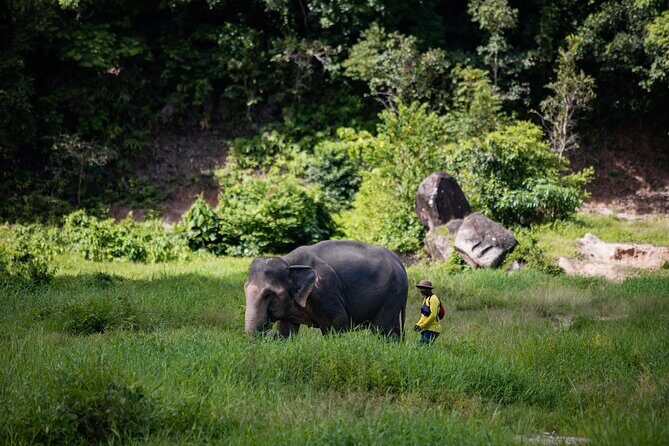 Walk and Feed at Bukit Elephant Park Phuket - Good To Know