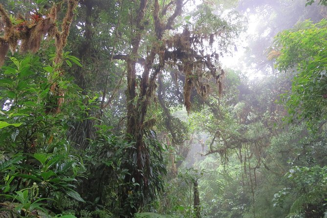 Walk in Monteverde Cloud Forest - Biodiversity and Wildlife
