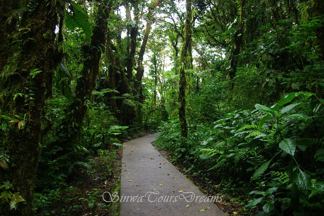 Walk in Santa Elena Cloud Forest Reserve - Overview of Santa Elena Cloud Forest Reserve