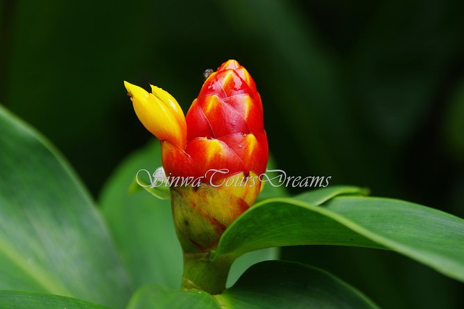 Walk in Santa Elena Cloud Forest Reserve - Trail Options and Difficulty Levels