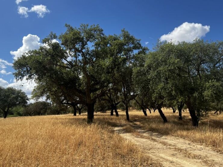 Walk on the Alentejo Cork Forest With Optional Lunch - Activity Details