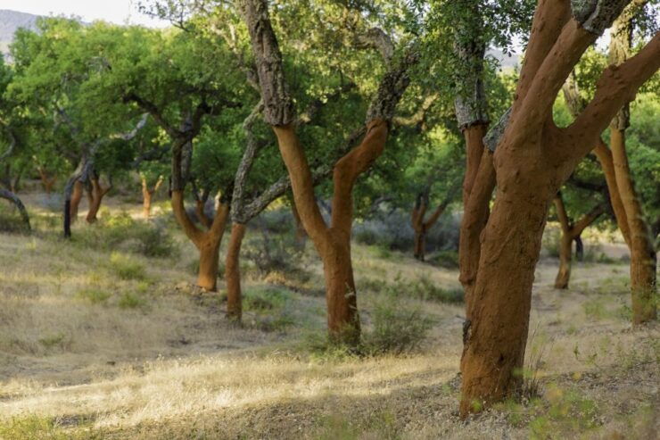 Walk on the Alentejo Cork Forest With Optional Lunch - Experience Highlights