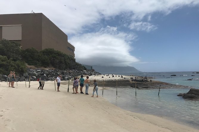 Walk & Swim With African Penguins - Best Time of Year to Visit