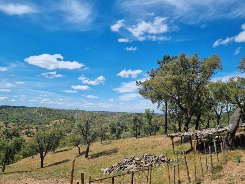 Walk through Hills With a Local Goat Herder and Their Goats - An In-Depth Look at the Experience
