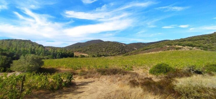 Walk Through Our Vineyard and Aperitif - Experience Authentic Sardinian Nature and Traditions
