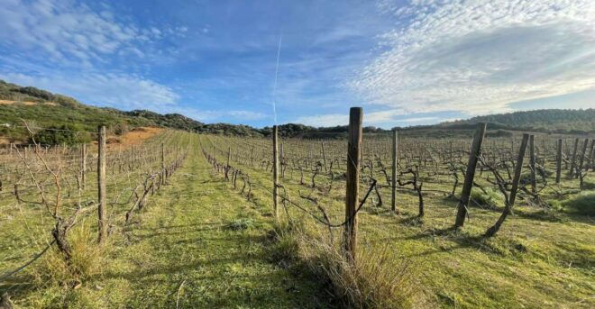 Walk Through Our Vineyard and Aperitif - Flexible Booking and Cancellation Policy