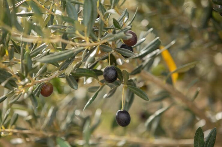 Walk Through the Olive Groves With Tasting - Good To Know