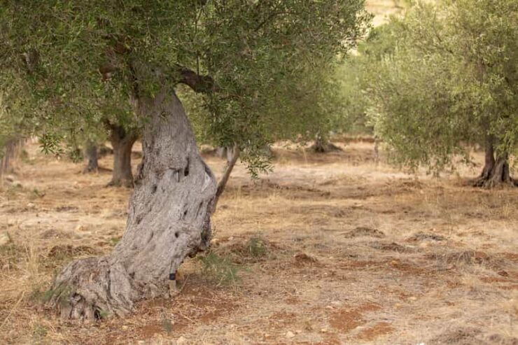 Walk Through the Olive Groves With Tasting - Olive Groves Exploration