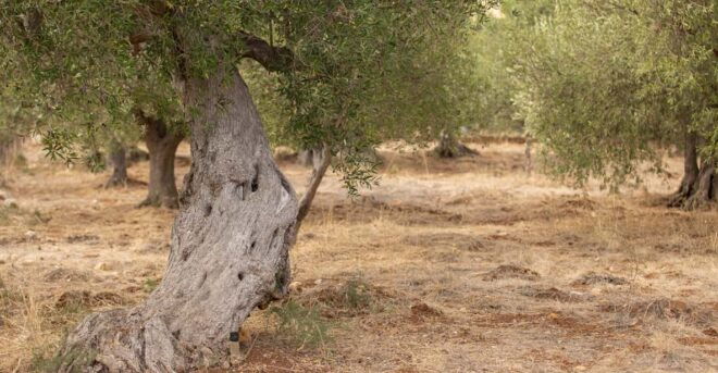 Walk Through the Olive Groves With Tasting - Olive Oil Production Methods