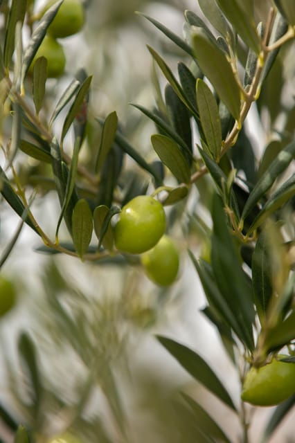 Walk Through the Olive Groves With Tasting - Traditional Pane Cunzato
