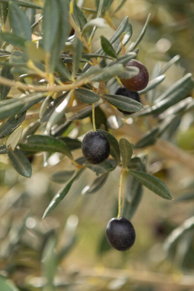 Walk Through the Olive Groves With Tasting - Frequently Asked Questions