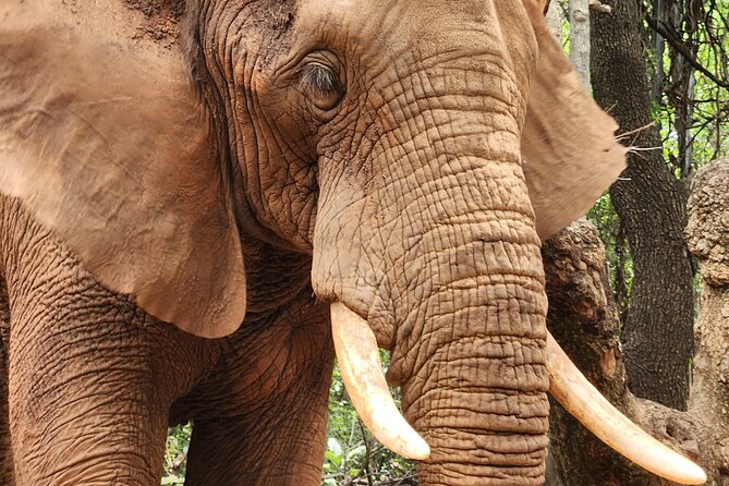 Walk With Elephants Experience for Seniors or Families With Baby - Overview of the Walk With Elephants Experience