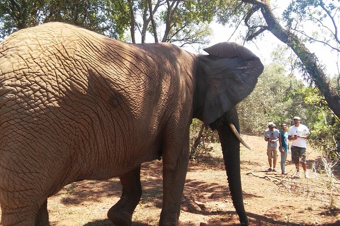 Walk With Elephants in Their Natural Environment - Unique Elephant Tour Experience