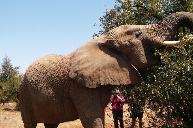 Walk With Elephants in Their Natural Environment - Authentic Encounter With Free-Roaming Elephants