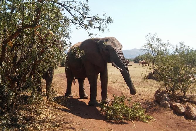 Walk With Elephants in Their Natural Environment - Limited Group Sizes for Minimal Disturbance