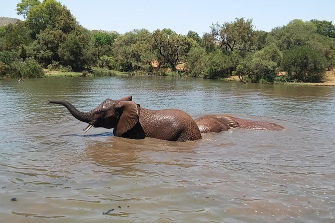 Walk With Elephants in Their Natural Environment - Expert Elephant Rangers for Guidance and Safety
