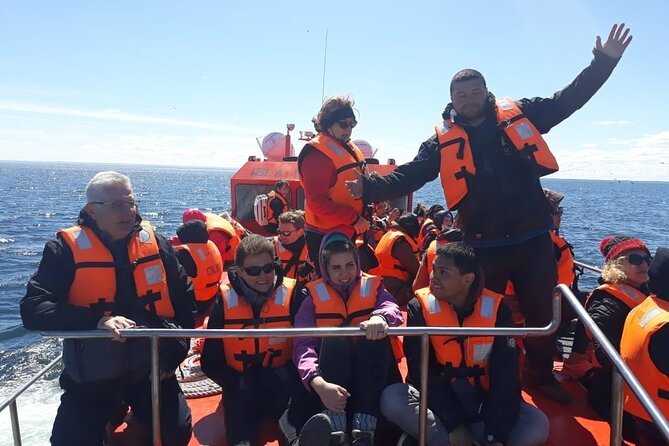 Walk With Thousands of Penguins on Isla Magdalena and Sail Around Isla Marta - Reviews and Ratings
