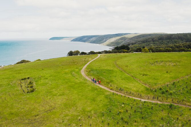 Walk With Wildlife: Guided Tour in Great Ocean Road - Overview and Features
