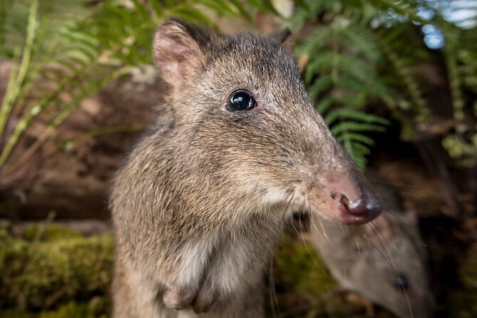 Walk With Wildlife: Guided Tour in Great Ocean Road - Directions