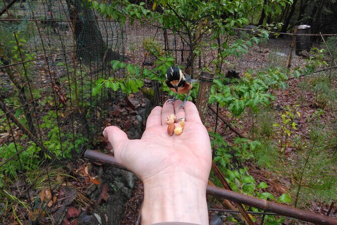 Walking In The History and Nature of Uji Kyoto - Who Will Love This Tour?
